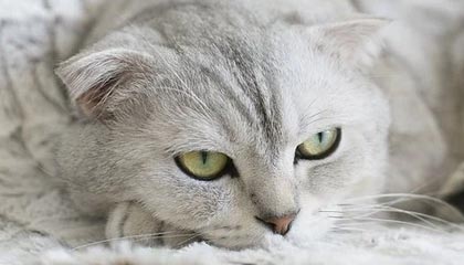 光影里的胜负，必赢体育带你开启全新体育娱乐体验